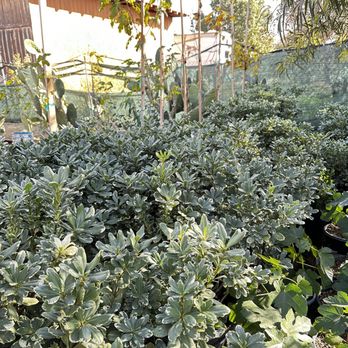 Marathon Nursery and Landscape - a variety of plants - Landscaping Near Me