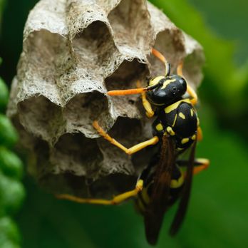 Summit Pest Control - Stinging insect removal in Virginia Beach, VA. - Pest Control Near Me - Yorktown, Virginia Summit Pest Control - Stinging insect removal in Virginia Beach, VA. - Pest Control Near Me - Yorktown, Virginia