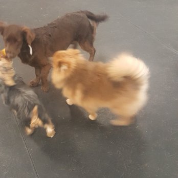 Paw Lofts - Playing with his friends. - Pet Groomers Near Me - Dallas, Texas Paw Lofts - Playing with his friends. - Pet Groomers Near Me - Dallas, Texas