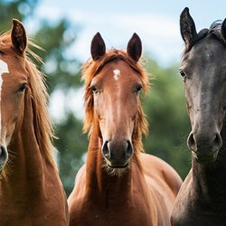 Pedernales Veterinary Center