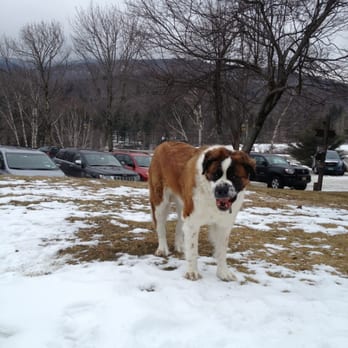 Summit Lodge - Say hello to Louise!  One of two huge , friendly dogs that call the lodge home! - Hotels Near Me - Killington, Vermont