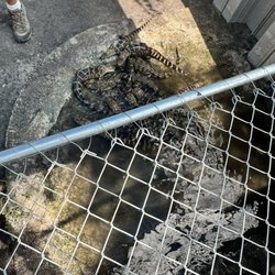 Tarpon Springs Aquarium and Animal Sanctuary - All the baby gators and crocs