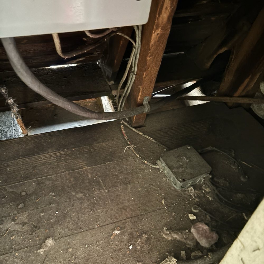 Wicked Wildlife Control - See that wiring that's squirrels just chewing on it - Wildlife Control Near Me Wicked Wildlife Control - See that wiring that's squirrels just chewing on it - Wildlife Control Near Me