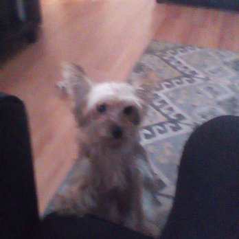 Bronx Veterinary Center - Zeus after he's visit today - Veterinarians Near Me - Bronx, New York Bronx Veterinary Center - Zeus after he's visit today - Veterinarians Near Me - Bronx, New York