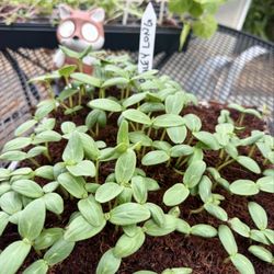 Stanton's Shopping Center - Ashley Long Cucumber seeds. Fast germination rate and high yield. Recommend!