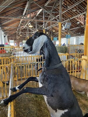 New York State Fairgrounds by null