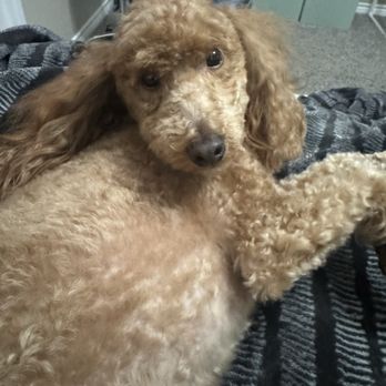 Boom Town Groomer - Pet Groomers Near Me - College Station, Texas Boom Town Groomer - Pet Groomers Near Me - College Station, Texas