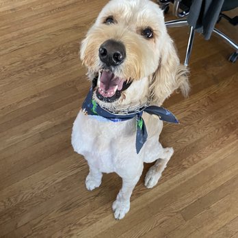 A Cut Above Grooming Salon - Bear after! Thank you Kat!! - Pet Groomers Near Me - Castro Valley, California A Cut Above Grooming Salon - Bear after! Thank you Kat!! - Pet Groomers Near Me - Castro Valley, California