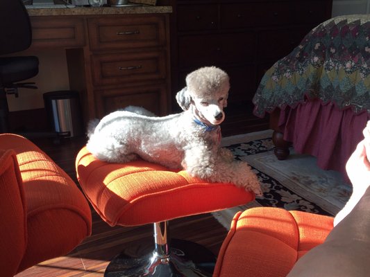 Largo Pet Grooming 2