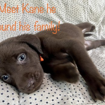 Semper Fido Labradors - I found my forever family. Meet Kane! - Pet Breeders Near Me Semper Fido Labradors - I found my forever family. Meet Kane! - Pet Breeders Near Me