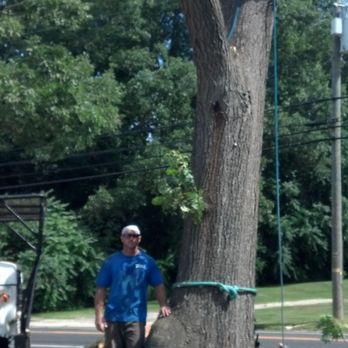 Thistle Landscape Management - Big Trees No Problem - Tree Services Near Me - Sewell, New Jersey