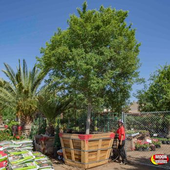 Moon Valley Nurseries 593 Photos 402 Reviews Nurseries Gardening 1875 S Arizona Ave Chandler Az Phone Number Yelp