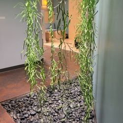 Betty's Bath & Day Spa - Spa decor