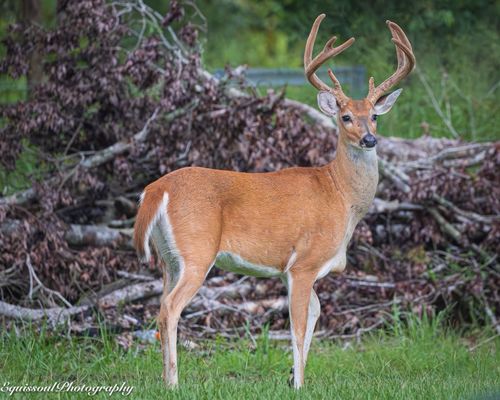 Highlands Hammock State Park by null