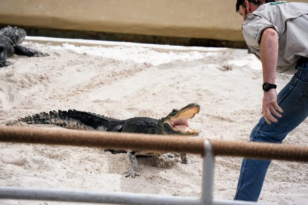 Gatorland by null