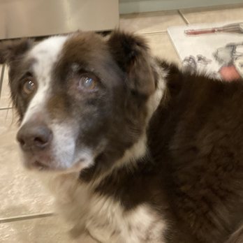 Pet's Anatomy - Rest In Peace my beautiful brownie. 16 years of love and friendship - Veterinarians Near Me - Ciudad Juárez, CHH Pet's Anatomy - Rest In Peace my beautiful brownie. 16 years of love and friendship - Veterinarians Near Me - Ciudad Juárez, CHH