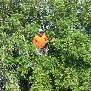 Elenes Tree Service - Up in the tree... - Tree Services Near Me - Rialto, California Elenes Tree Service - Up in the tree... - Tree Services Near Me - Rialto, California