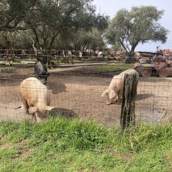 Performance Dogs In Action - Cool pigs! - Pet Training Near Me - Pleasant Grove, California Performance Dogs In Action - Cool pigs! - Pet Training Near Me - Pleasant Grove, California
