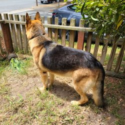 Doggy Details - Shining like the star that he is!