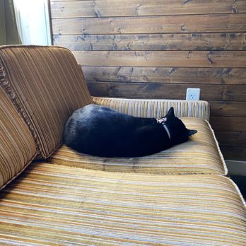 Songbird Coffee & Tea House - Resident cat Inky Bob - Coffee & Tea Near Me - Phoenix, Arizona Songbird Coffee & Tea House - Resident cat Inky Bob - Coffee & Tea Near Me - Phoenix, Arizona