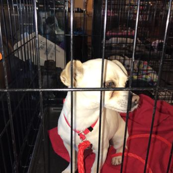 petsmart stool softener