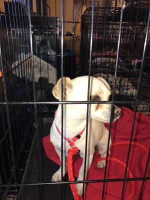 dog stool softener petsmart