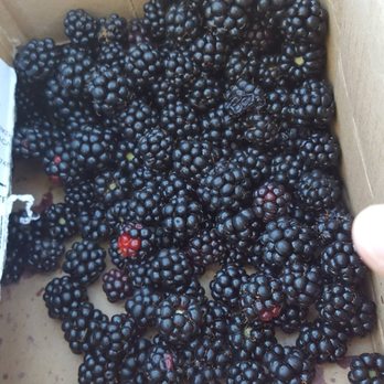 Cama Beach State Park - Fresh blackberries picked at the beach - Parks Near Me - Camano Island, Washington Cama Beach State Park - Fresh blackberries picked at the beach - Parks Near Me - Camano Island, Washington