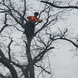 The Tree Guys of WTX