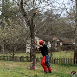 Just Small Trees - This tree could simply be pushed over due to the location of the branches.