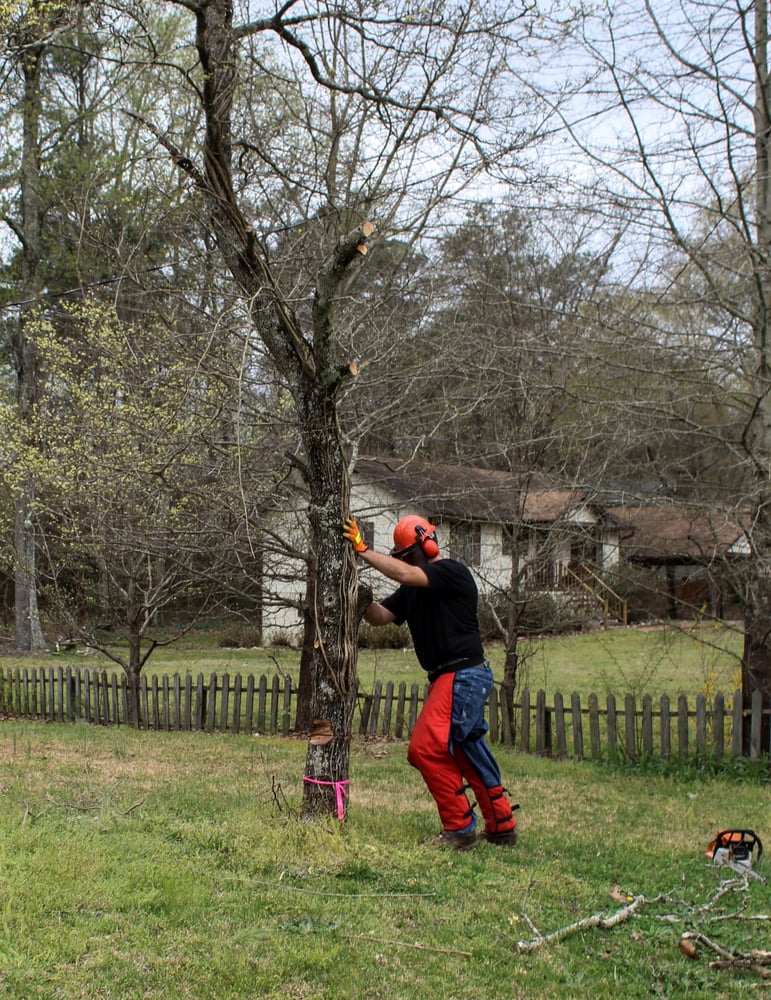 Just Small Trees - tree service in Cary, NC