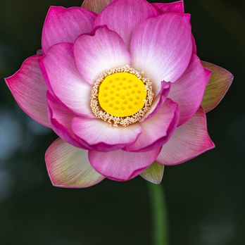 Lotusland - Lotusland - Botanical Gardens Near Me - Santa Barbara, California