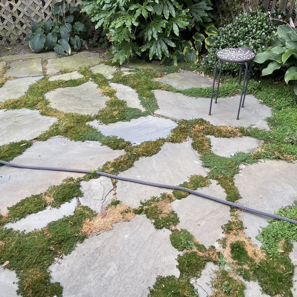 La Begonia Services - Another before pic of More moss and weeds - Landscaping Near Me La Begonia Services - Another before pic of More moss and weeds - Landscaping Near Me