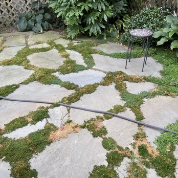 La Begonia Services - Another before pic of More moss and weeds - Landscaping Near Me