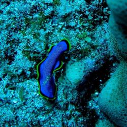 Maui Diamond - Nudibranch
