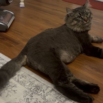 Eagle Mobile Pet Grooming - Pet Groomers Near Me