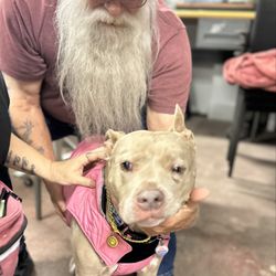 Nails and More Pet Care - Cara