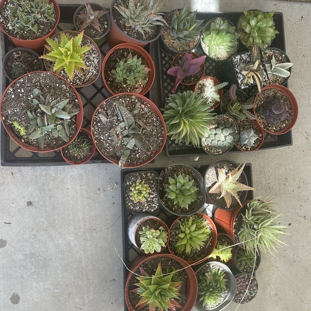 Rojas Succulents and Cacti - Haworthias and gasterias - Nurseries & Gardening Near Me - Fallbrook, California Rojas Succulents and Cacti - Haworthias and gasterias - Nurseries & Gardening Near Me - Fallbrook, California