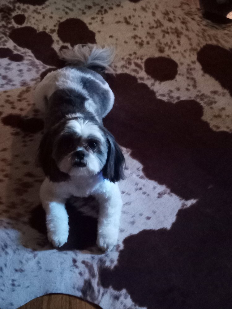 BARK N BUBBLES JACKIE’S DOG GROOMING 63 Photos Vero Beach, Florida