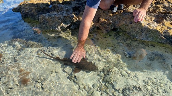 Sandspur Beach by null