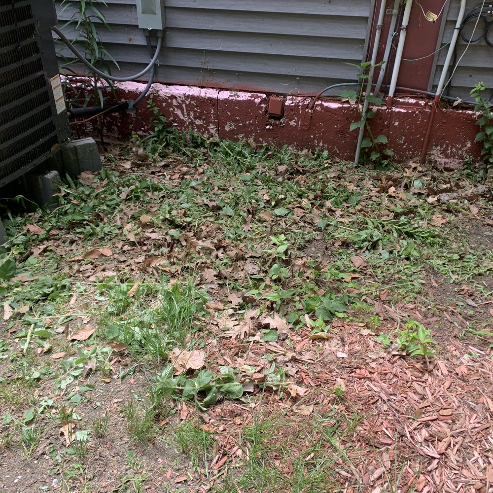Pro Lawn Care - mowed down garden of a variety of Lillies, black eyed Susans and many other plants - Lawn Services Near Me