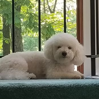 Prince Benji - Pet Groomers Near Me - Baltimore, Maryland Prince Benji - Pet Groomers Near Me - Baltimore, Maryland