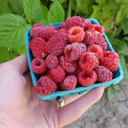 Perry's Berries - My haul of raspberries!