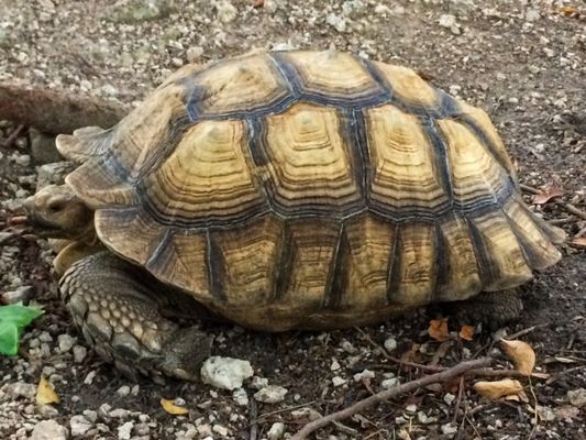 Everglades Outpost by null