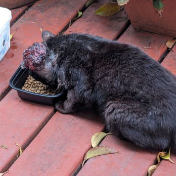 Animal Fix Clinic - A big tumor bleeded and infected before surgery. - Veterinarians Near Me - Pinole, California Animal Fix Clinic - A big tumor bleeded and infected before surgery. - Veterinarians Near Me - Pinole, California