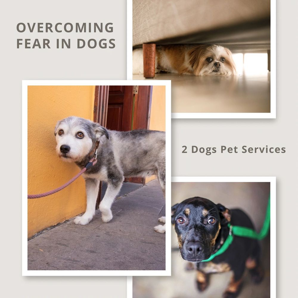 2 Dogs Pet Services Image