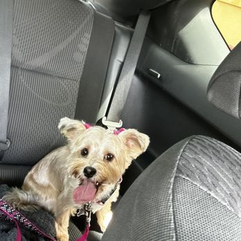 Dog Grooming by Caryn - Cookie female dog - Pet Groomers Near Me - Bellaire, Texas Dog Grooming by Caryn - Cookie female dog - Pet Groomers Near Me - Bellaire, Texas