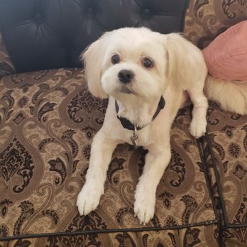 Furry Rascals Grooming - Simba looking fabulous! First haircut since his surgery over a month ago! He was definitely in need of a haircut and bath. - Pet Groomers Near Me - Long Beach, California Furry Rascals Grooming - Simba looking fabulous! First haircut since his surgery over a month ago! He was definitely in need of a haircut and bath. - Pet Groomers Near Me - Long Beach, California