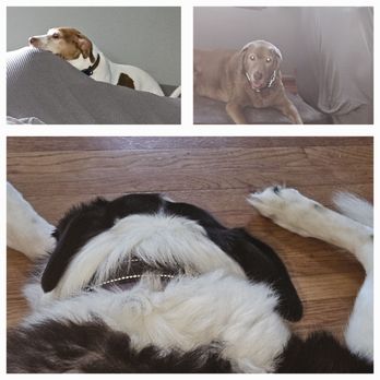 Unique's Pet Services - Pet Sitting in people's homes Oakland, IA - Pet Sitting Near Me Unique's Pet Services - Pet Sitting in people's homes Oakland, IA - Pet Sitting Near Me