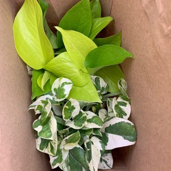 Plantiitas - The two plants I purchased - Home Decor Near Me - Long Beach, California Plantiitas - The two plants I purchased - Home Decor Near Me - Long Beach, California