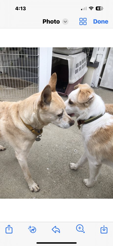 TLG Doggy Daycare and Overnight Boarding - pet boarding facility in Los Angeles, CA